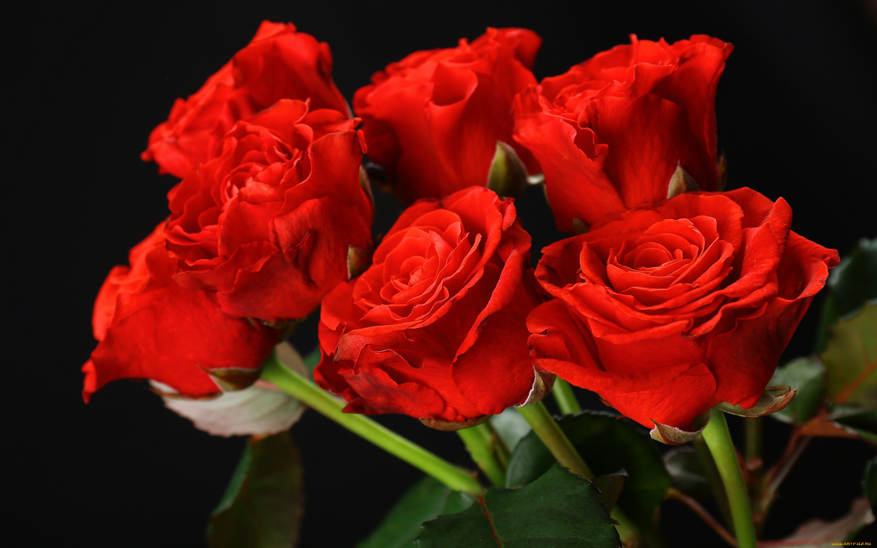 , , , red, flowers, , roses